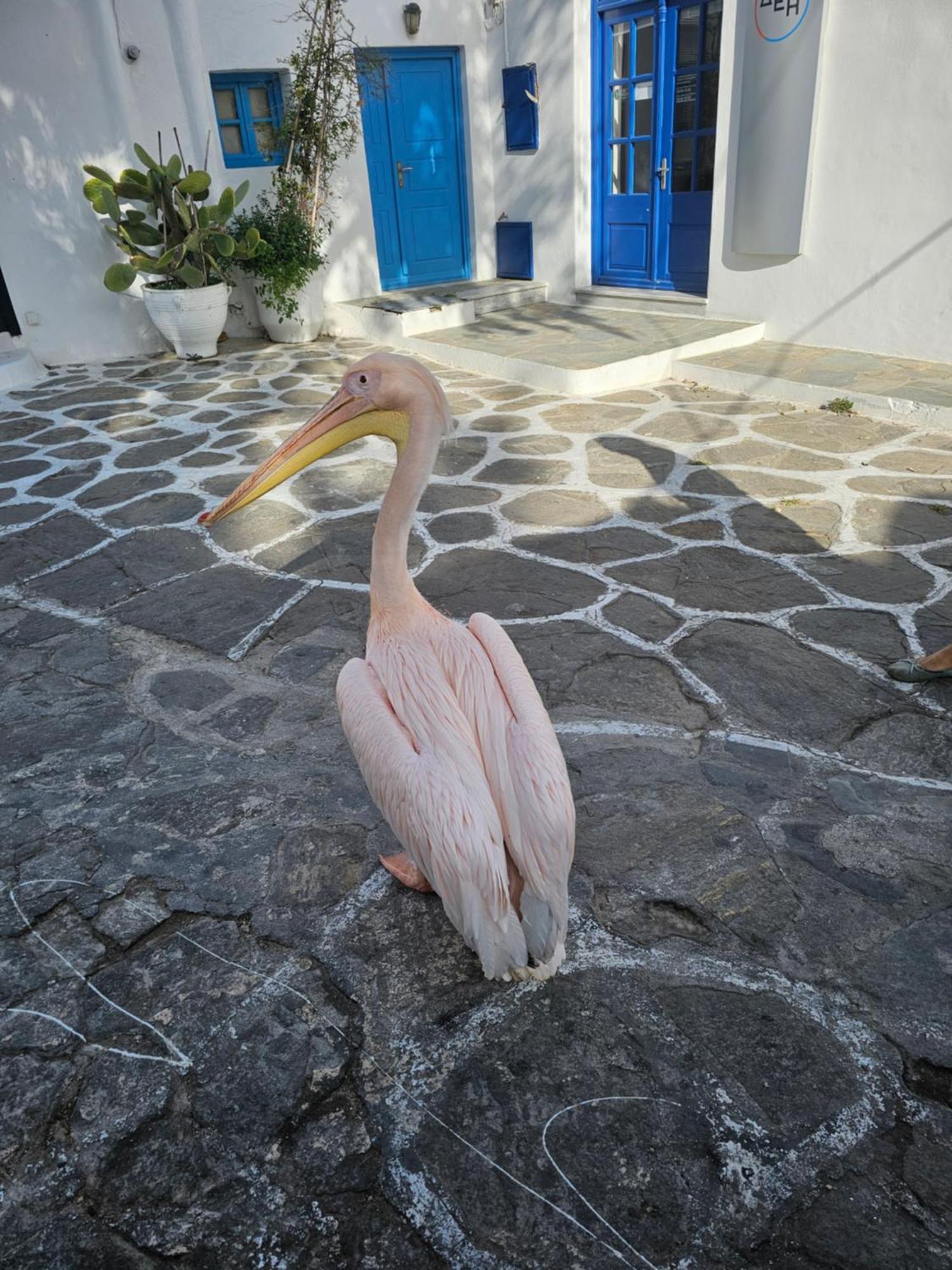 Апартаменти Lalaland Mykonos Town Екстер'єр фото